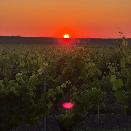 Charmante Maison Rénovée, Terrasse, Vignes Et Borne De Recharge Casa vacanze *